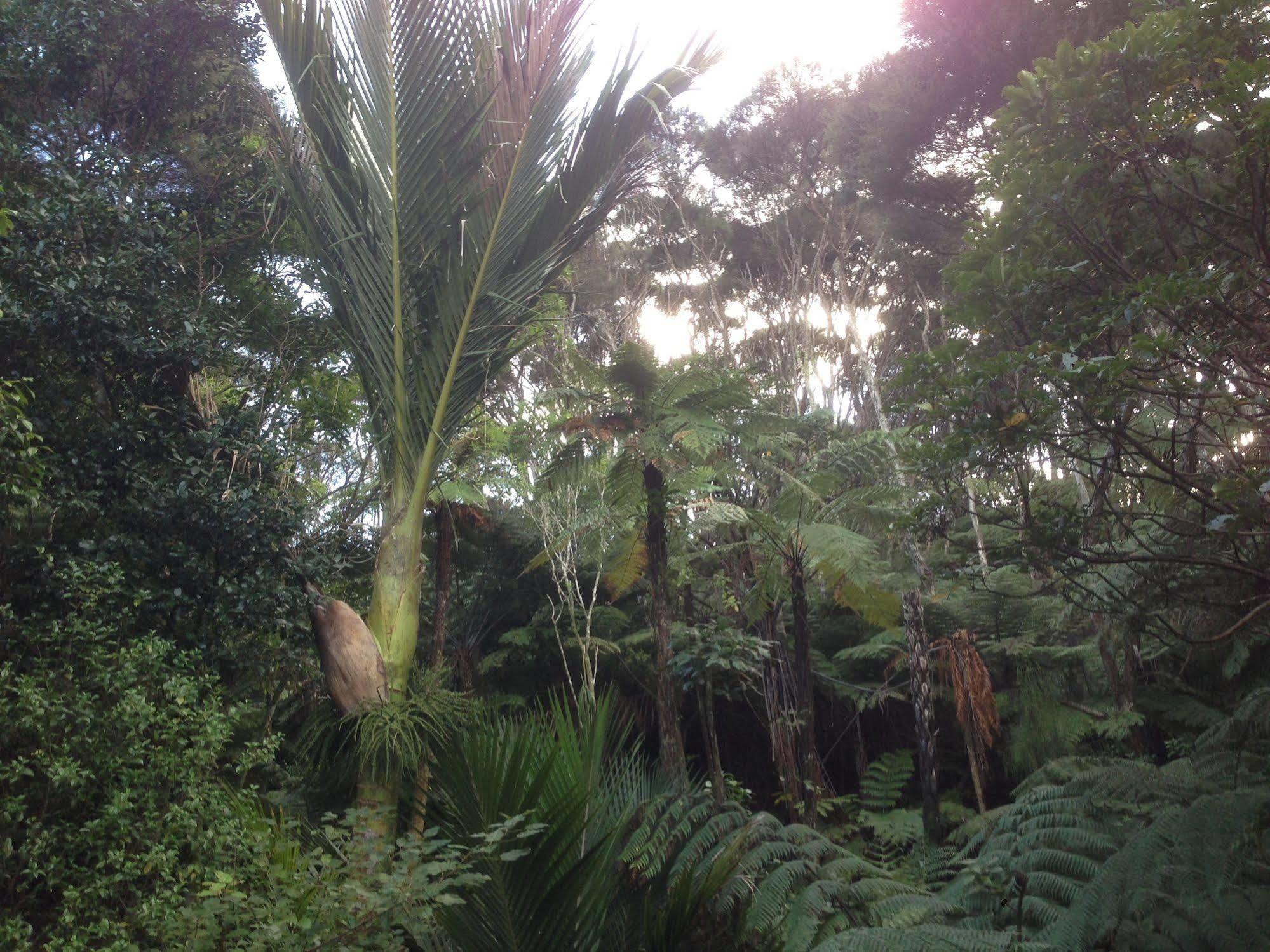 The Coromandel Treehouse Exterior foto
